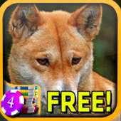 3D Dingo Slots - Free