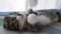 面白かわいい猫ちゃん動画ジグソーパズル Screen Shot 0