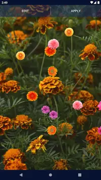 Autumn Flowers Live Wallpaper Screen Shot 7
