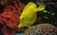 Jigsaw Puzzles: Aquarium Fish Screen Shot 10