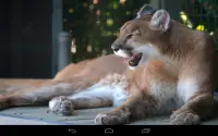 Angry Cougar Screen Shot 2