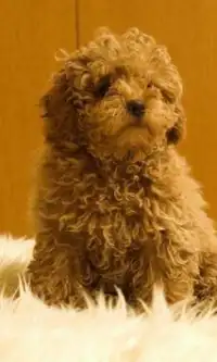 Toy Poodle Dogs Jigsaw Puzzles Screen Shot 0
