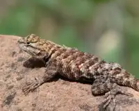 Reptiles and Lizard Jigsaw Puzzles Games Screen Shot 4