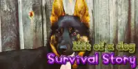 Life of a Dog : Survival Story Screen Shot 4