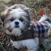 Shih Tzu कुत्तों पहेलियाँ