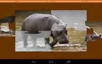 Animals Puzzle - Jungle Screen Shot 8