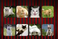 Kedi sesleri Screen Shot 1