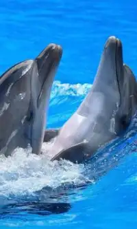 Dolphin Jigsaw Puzzles Game Screen Shot 2