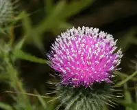 Thistle Jigsaw Puzzles Screen Shot 3