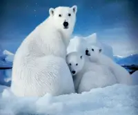 Beruang kutub Screen Shot 4