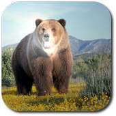 Bear Simulator 3D