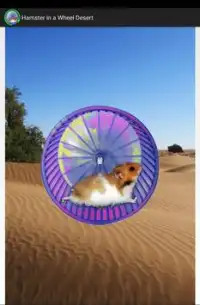 Hamster In a Wheel Desert Screen Shot 5
