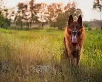 Cães em Grass quebra-cabeças Screen Shot 3