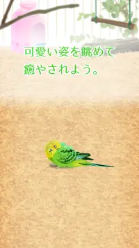 癒しのインコ育成ゲーム Screen Shot 2