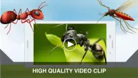 Insecte Cartes Flash Screen Shot 2