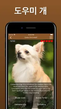개 품종 개 퀴즈 추측 - 번식 식별자 앱 게임 Screen Shot 7
