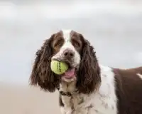 Best Dogs Jigsaw Puzzles Screen Shot 4