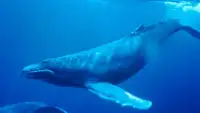 Blue Whale Simulator 2018 Screen Shot 1