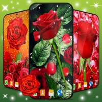 3D Red Rose Live Wallpaper