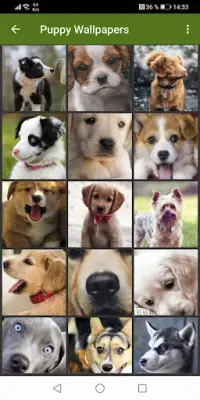 Cute puppies Wallpapers Screen Shot 1