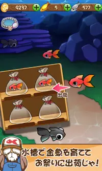 金魚コレクション - 金魚すくい無料ゲーム Screen Shot 4