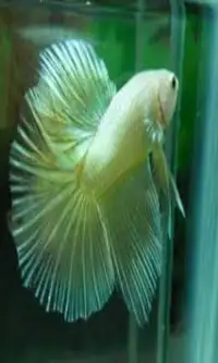 Fighting Betta Screen Shot 4