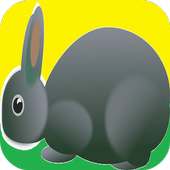 Bunny Games for Kids