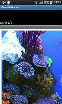 Hidden Object Games-Seahorses Screen Shot 0