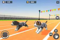 Cat Simulator Game 2020 :Kitty Running Screen Shot 9