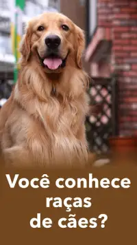 Raças de cães populares! Todas as raças de cães! Screen Shot 0