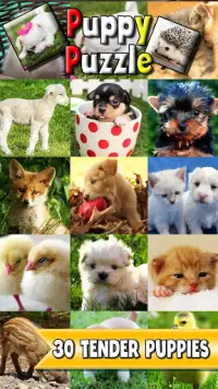 Puppy Slide Puzzle: free cute puppy puzzle game Screen Shot 2