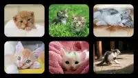 Kitten Jigsaw Puzzles Screen Shot 0