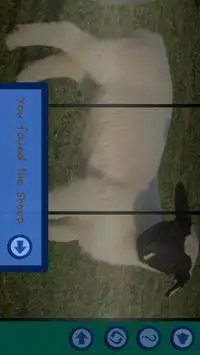 Animal Spinner Screen Shot 2