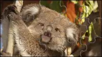 Koalabär Puzzles Spiel Screen Shot 1