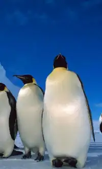 Penguins Jigsaw Puzzles Screen Shot 0