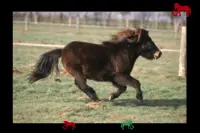 pony pertama saya Screen Shot 1