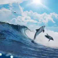 Blue Dolphin Quebra-cabeça Screen Shot 4