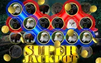 Wild Cat Slot: Real Jackpot &  Screen Shot 4