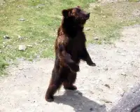 Бурый медведь Игра Пазл Screen Shot 3