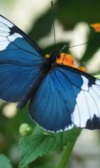 Schmetterlings-Puzzle Screen Shot 1