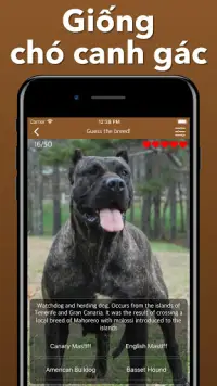 Chó giống Đoán chó - Giống trò chơi ứng dụng định Screen Shot 4