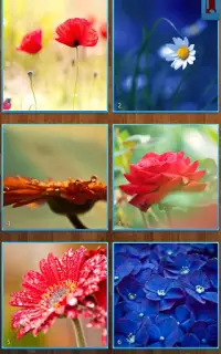 Blumen-Puzzles Screen Shot 2