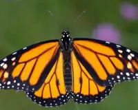 Teka-teki Jigsaw Butterfly Screen Shot 4