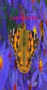Lady Butterfly Screen Shot 1