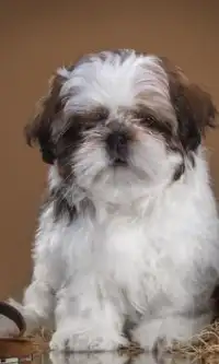 Shih Tzu Cães Puzzles Screen Shot 0