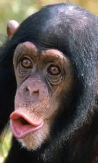 चिंपांज़ी आरा पहेलियाँ Screen Shot 0