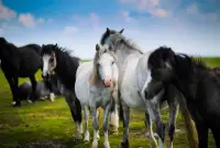 Atlar - yapboz oyunları Screen Shot 0