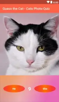 Guess the Cat Screen Shot 2