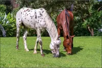 Horses Jigsaw Puzzles Collection Screen Shot 1