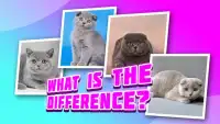 4 pictures 1 odd:cat & kitten, find the difference Screen Shot 6